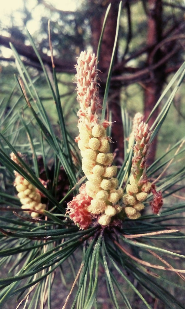 Sugar Pine (Pinus lambertiana)
