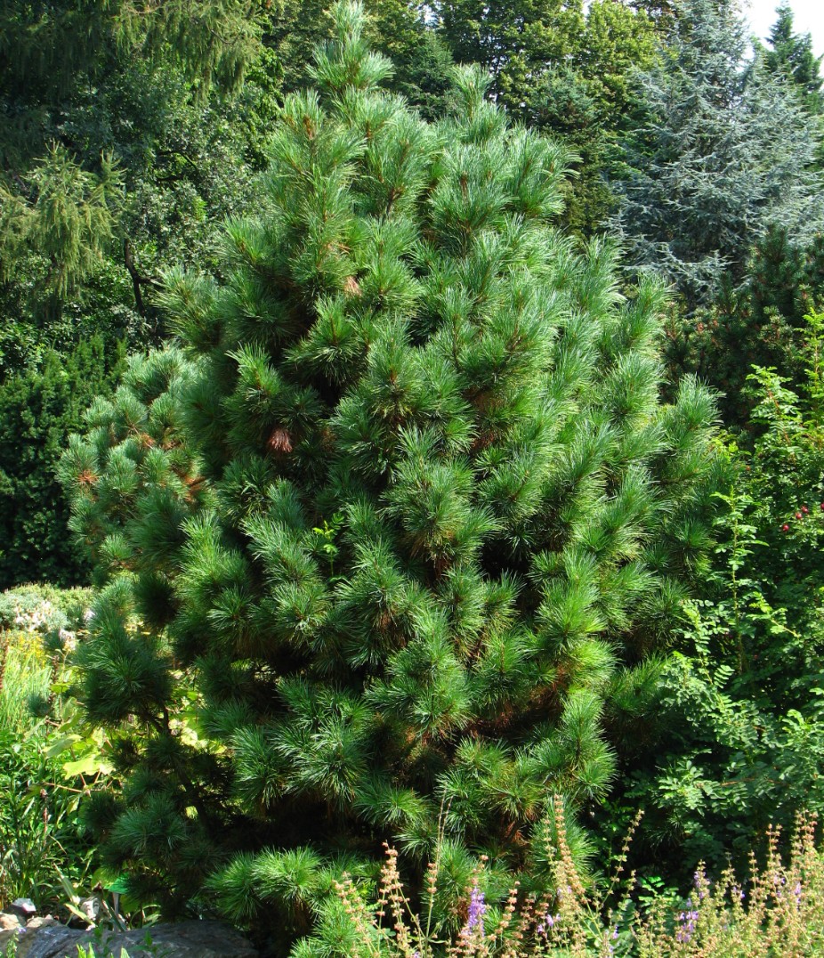 Swiss pine (Pinus cembra)