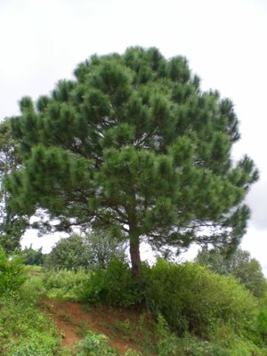 Tenasserim Pine (Pinus latteri)