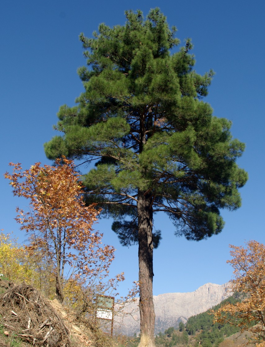 Turkish Pine (Pinus brutia)