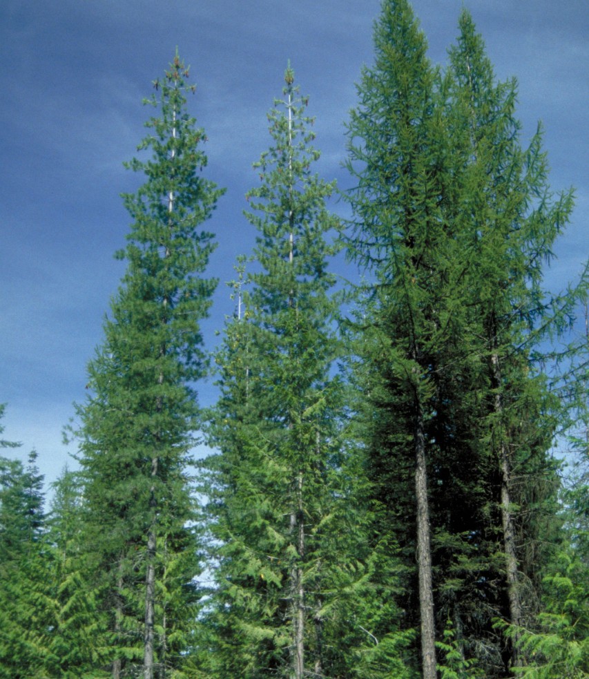 Western White Pine (Pinus monticola)