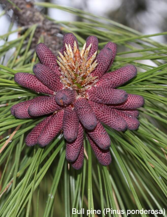 Bull pine (Pinus ponderosa)
