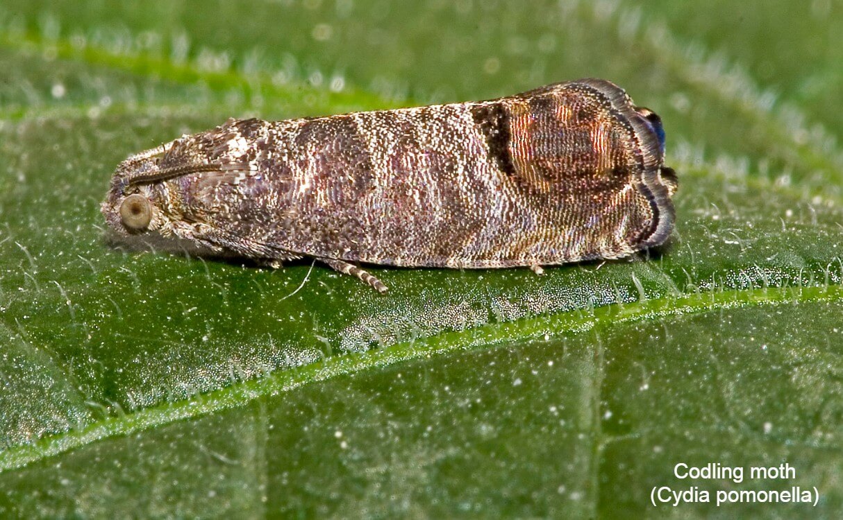 Codling moth (Cydia pomonella)
