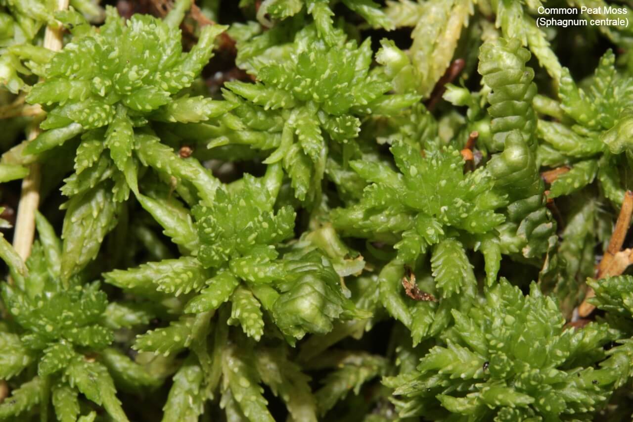 Common Peat Moss (Sphagnum centrale)