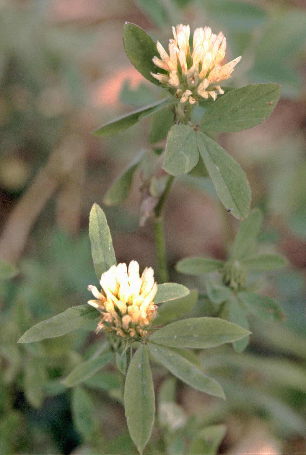 Egyptian clover (Trifolium alexandrinum)