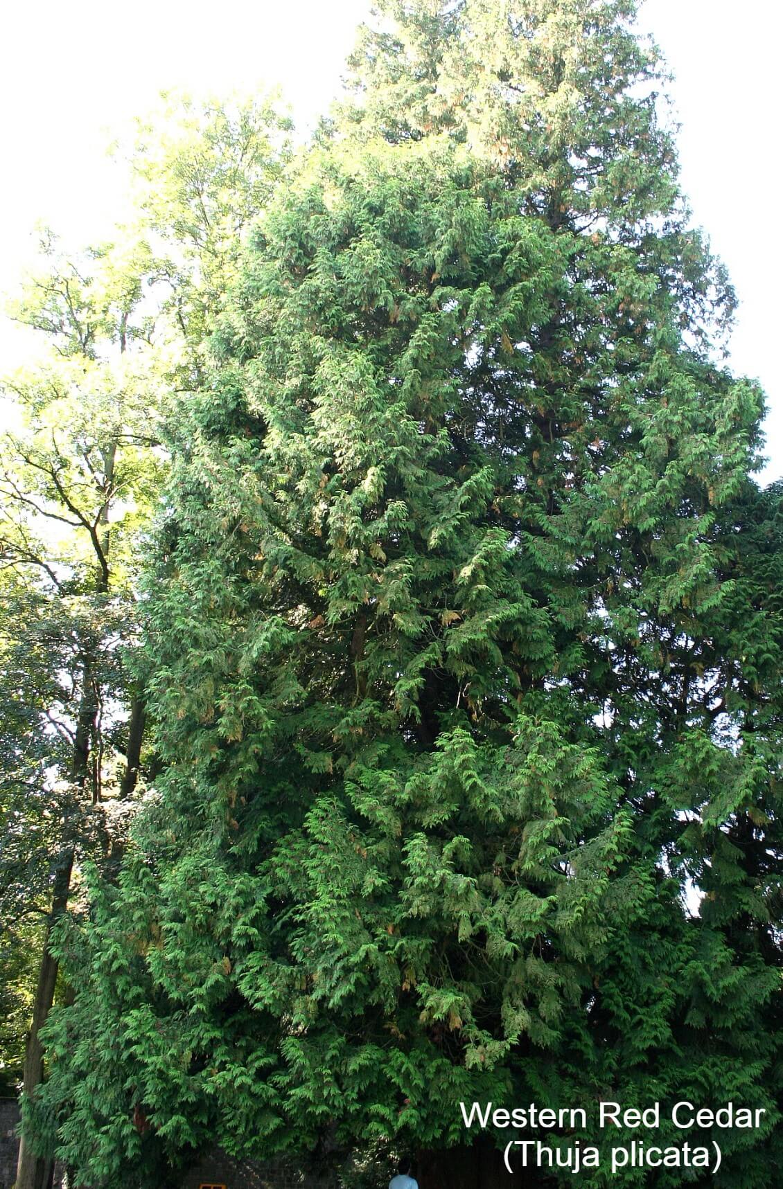 Western Red Cedar (Thuja plicata)