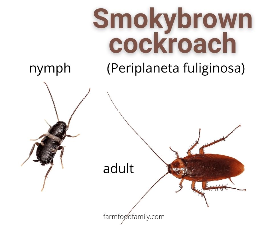 6 smokybrown cockroach