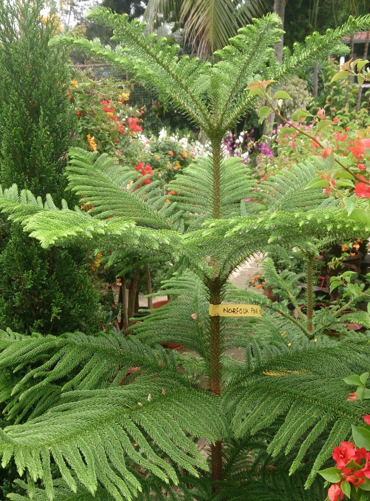 Norfolk Island pine (Araucaria heterophylla)