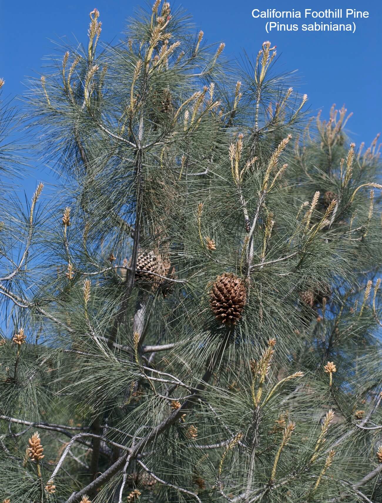 California Foothill Pine (Pinus sabiniana)