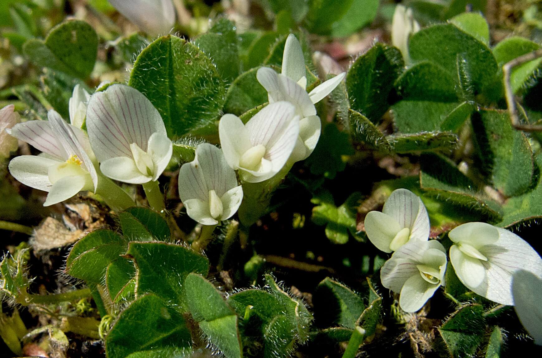 Subterranean clover (Trifolium subterraneum)
