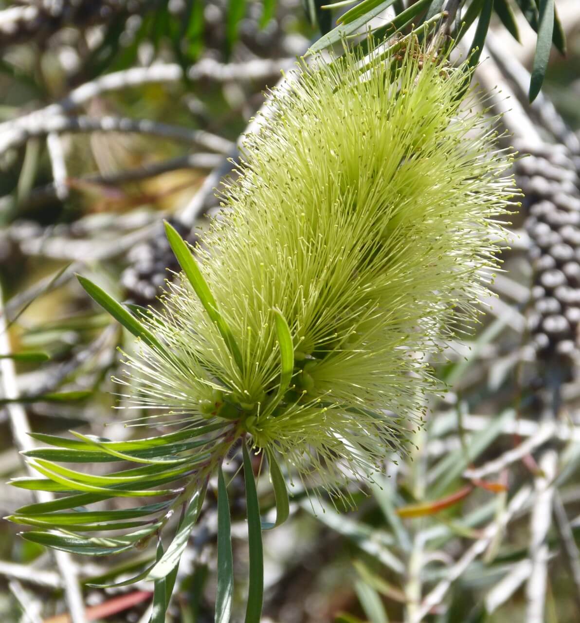 Wallum Bottlebrush (Melaleuca pachyphylla)