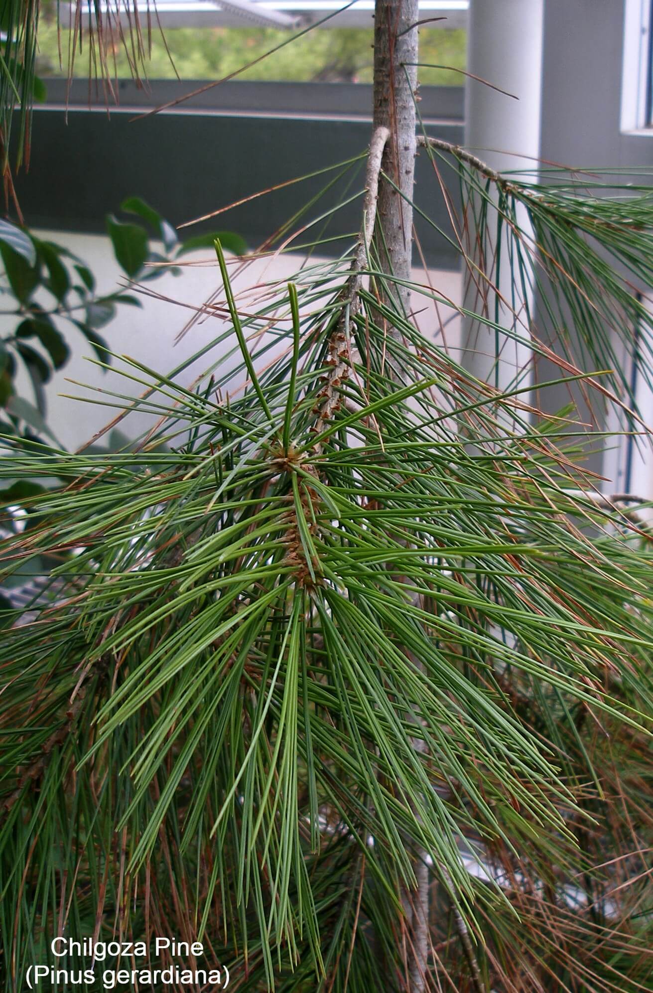 Chilgoza Pine (Pinus gerardiana)