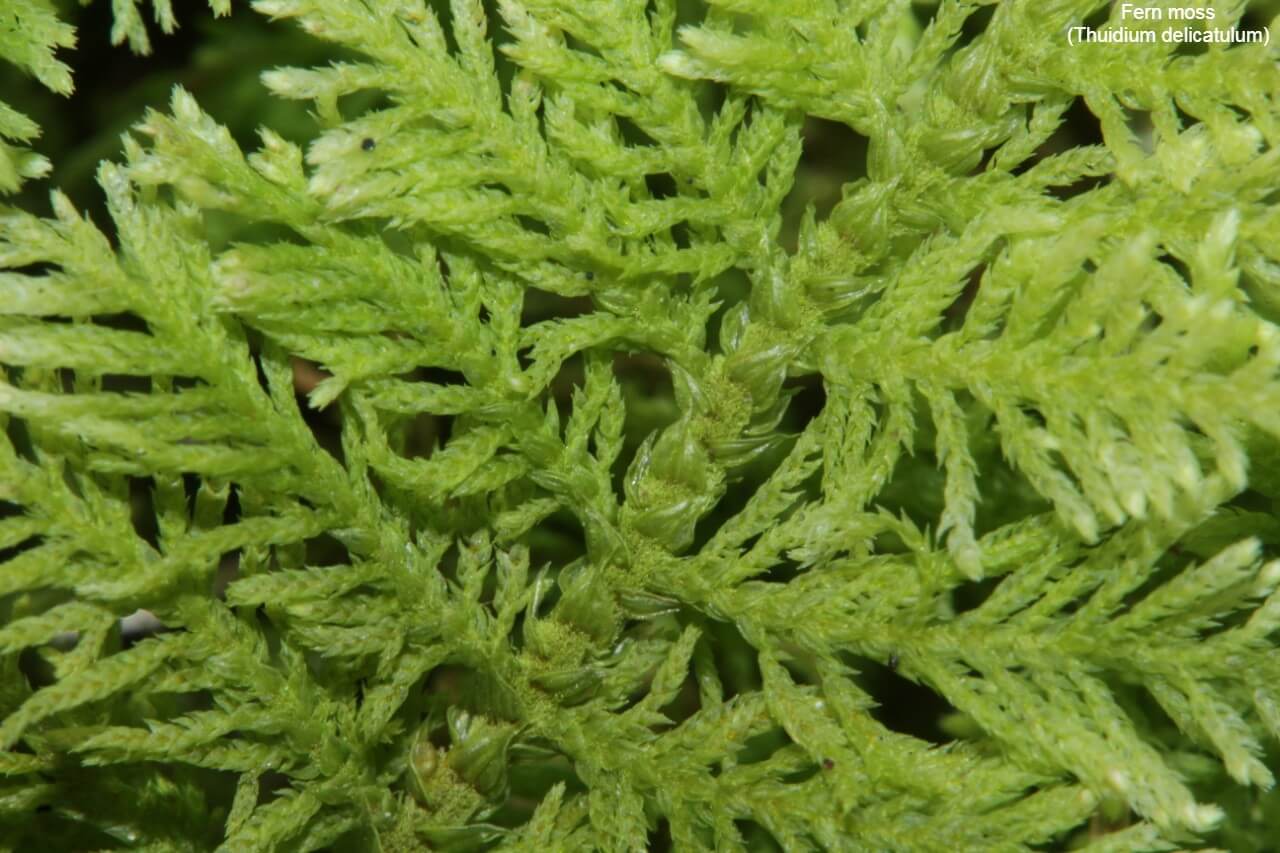 Fern moss (Thuidium delicatulum)