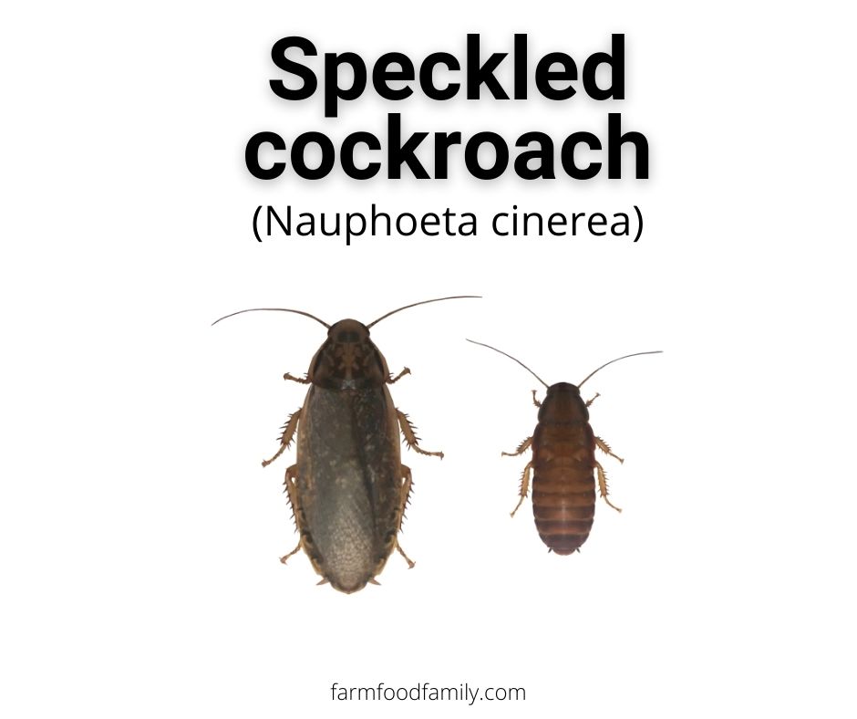 Cinereous (Lobster) Cockroaches (Nauphoeta cinerea)