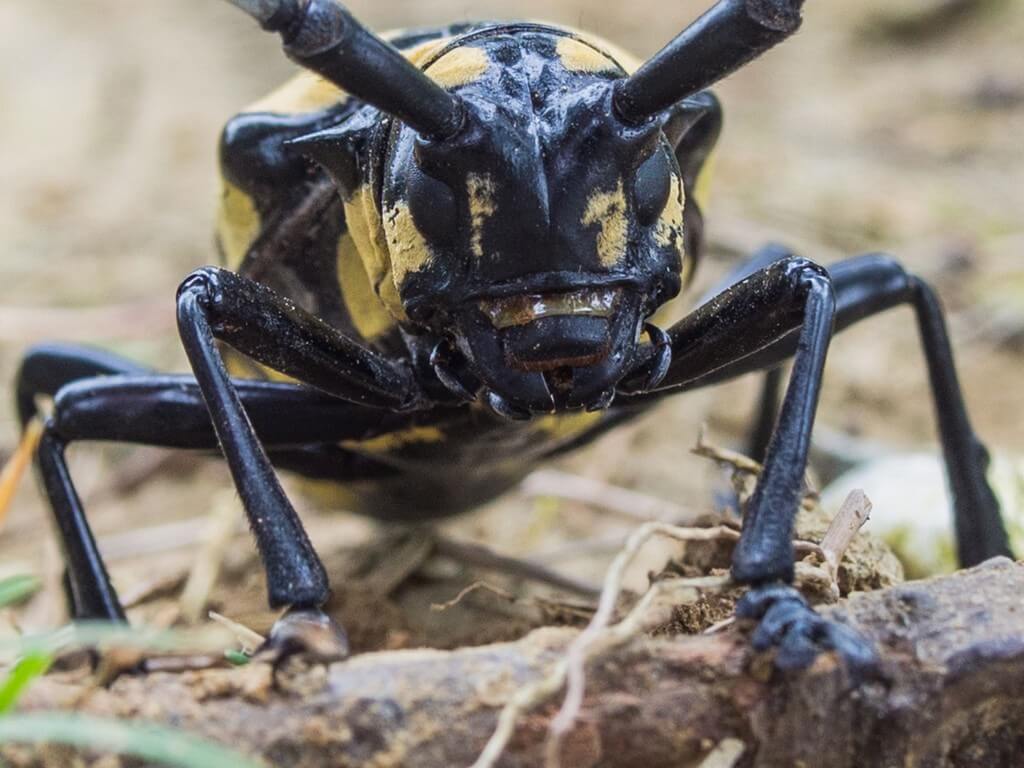 Cockroach vs Asian Longhorned Beetle