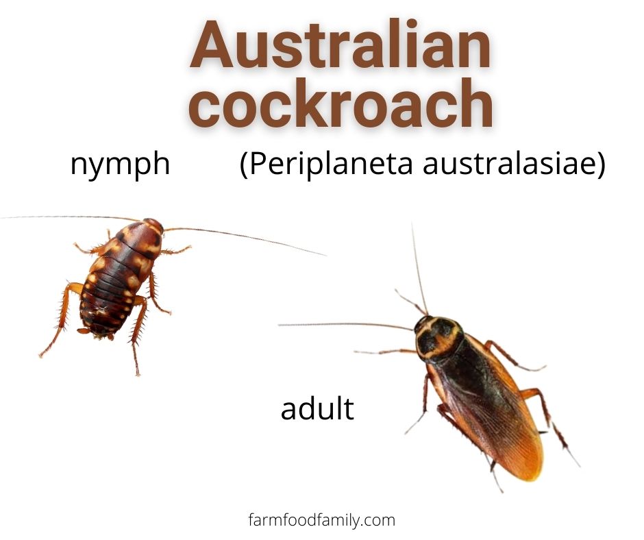 Australian Cockroaches (Periplaneta australasiae)