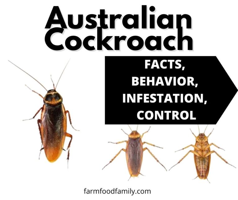 Australian Cockroach: Facts, Behavior, Life Cycle, Infestation, and Identification