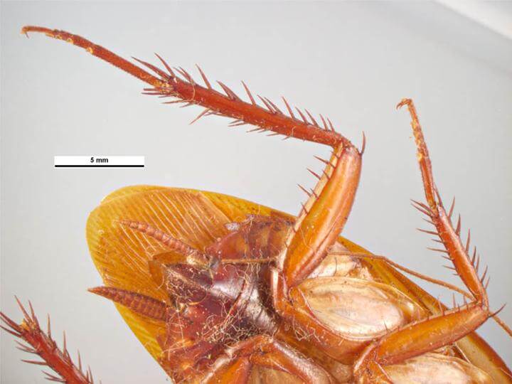 Australian cockroach legs