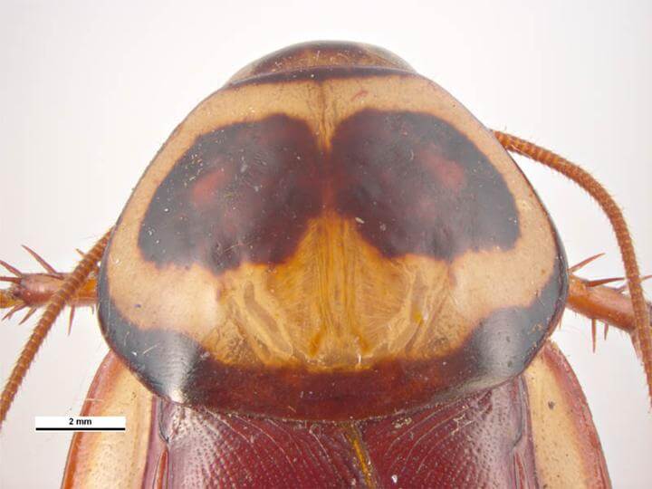 Australian cockroach Pronotum