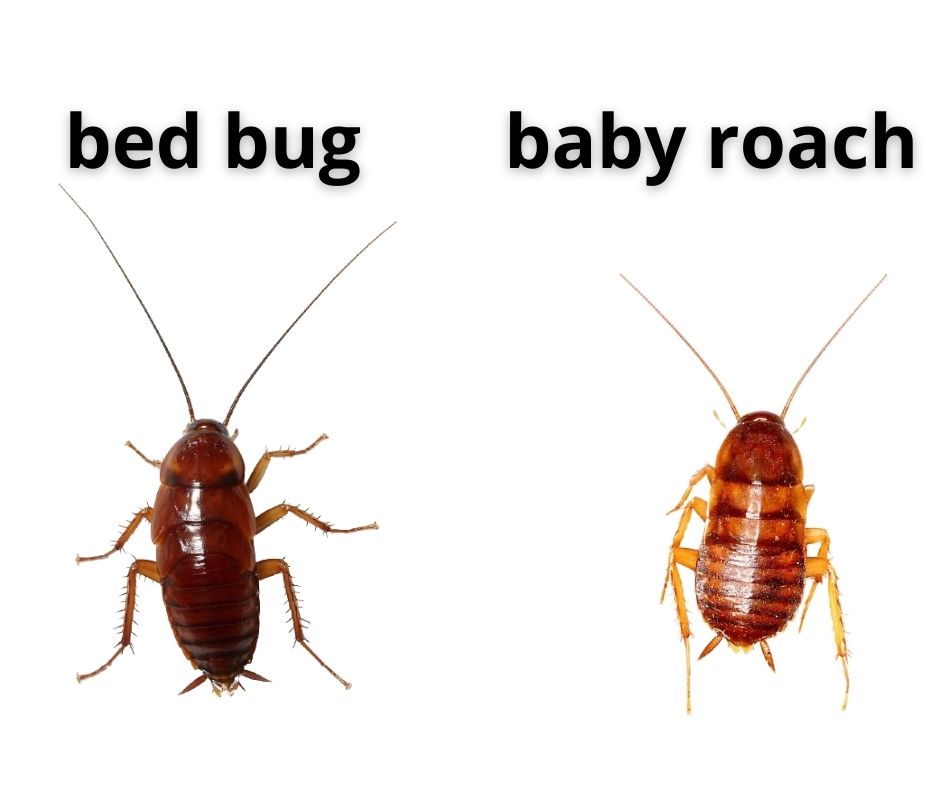Baby cockroach vs. bed bug