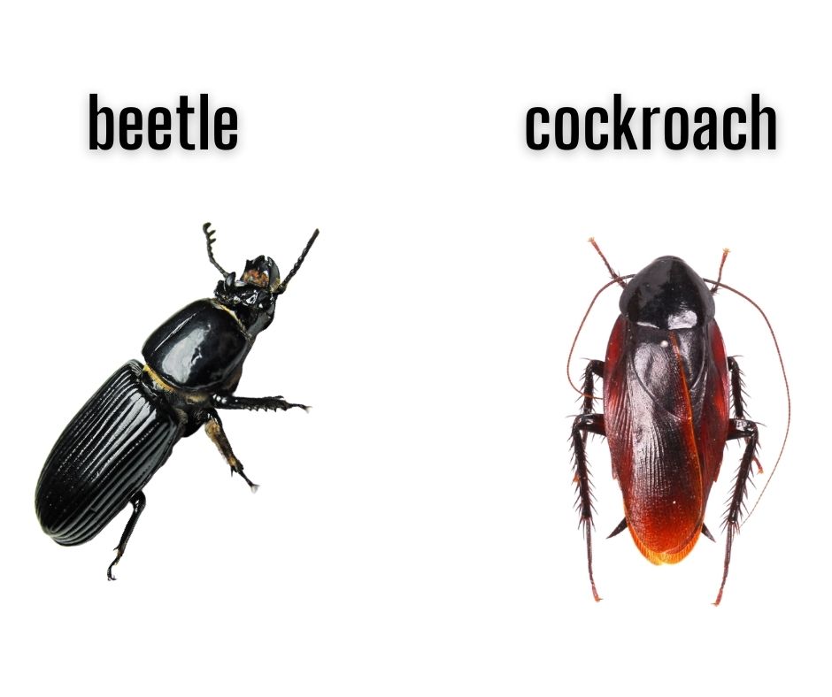 Beetle vs. cockroach