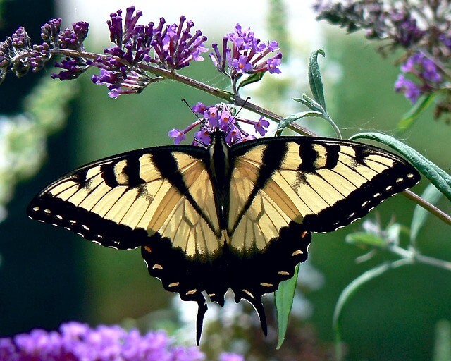 Black and yellow butterfly meaning