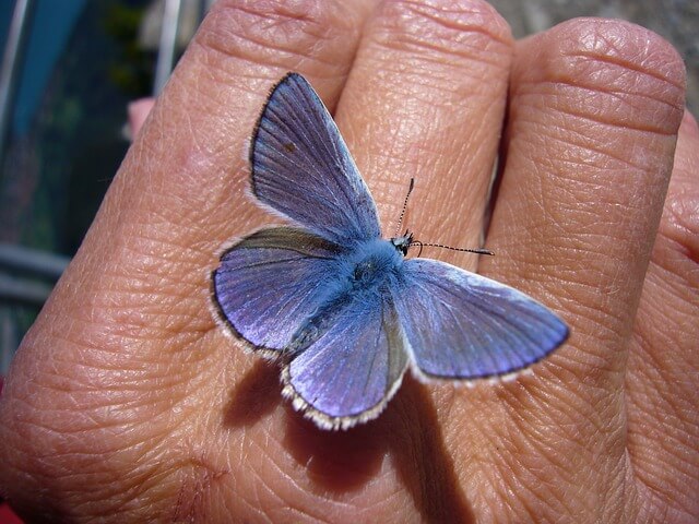 Blue butterfly meaning