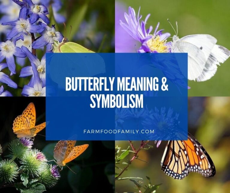 Butterfly Meaning and Symbolism: What Does It Mean When A Butterfly Visits You?