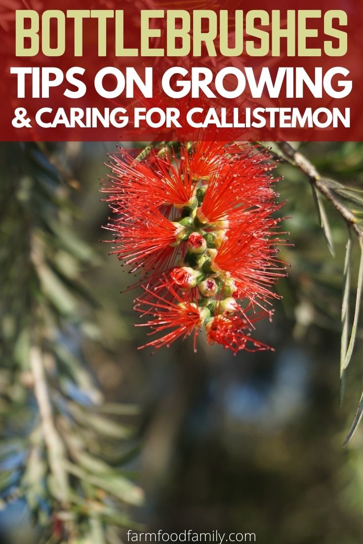 caring for bottlebrush trees