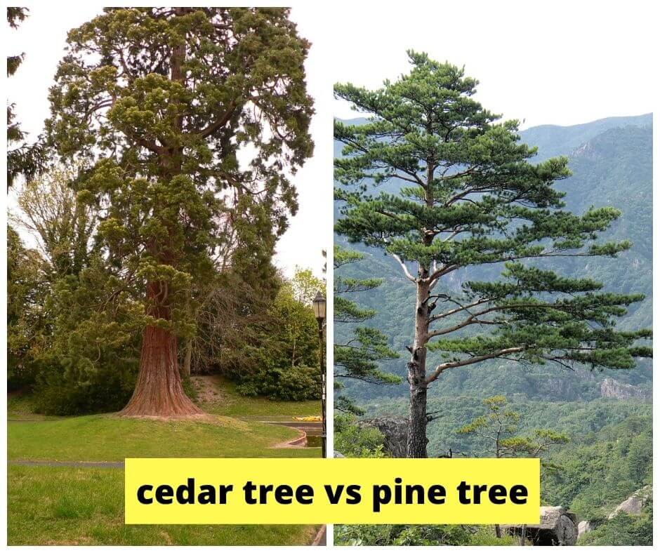 Cedar tree vs pine tree