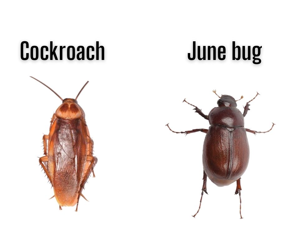 June bug (May beelte) vs. cockroach