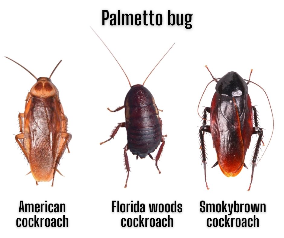 Cockroach vs. Palmetto bug