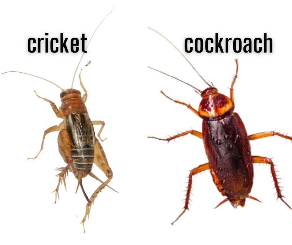 Cricket vs cockroach