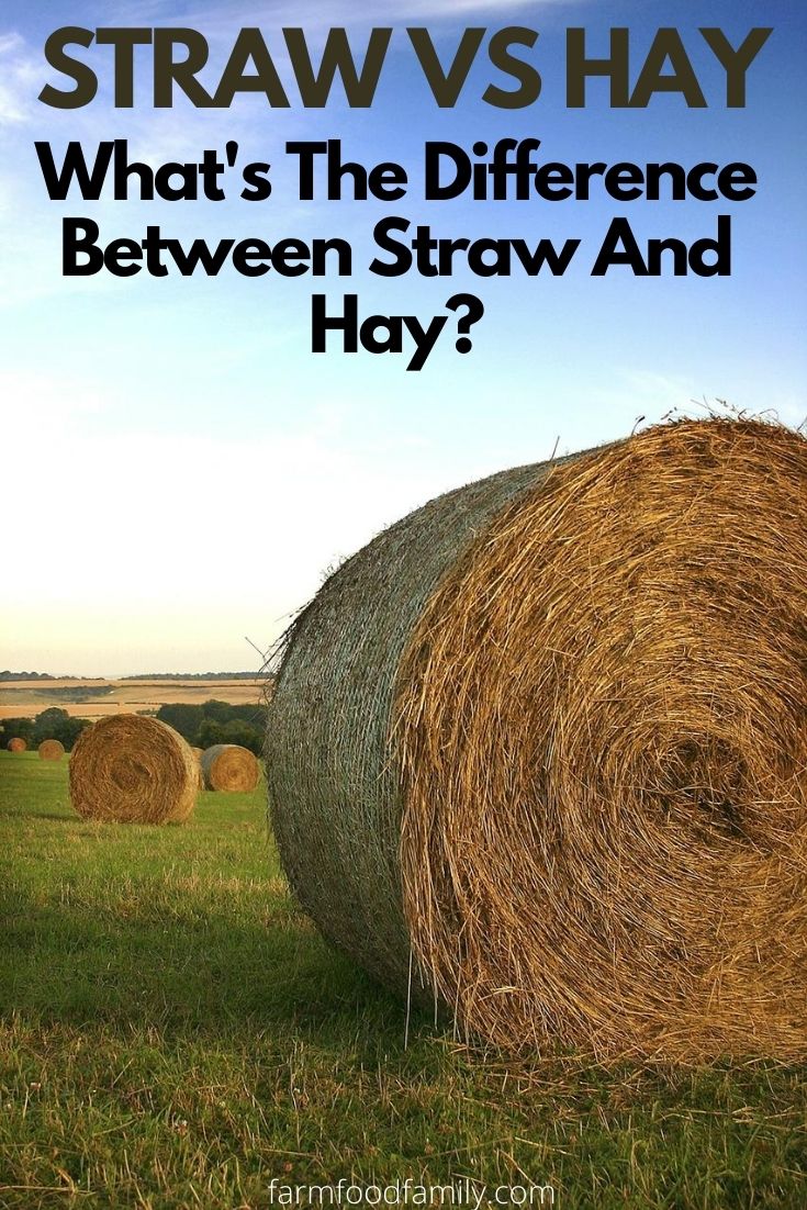 difference between straw and hay