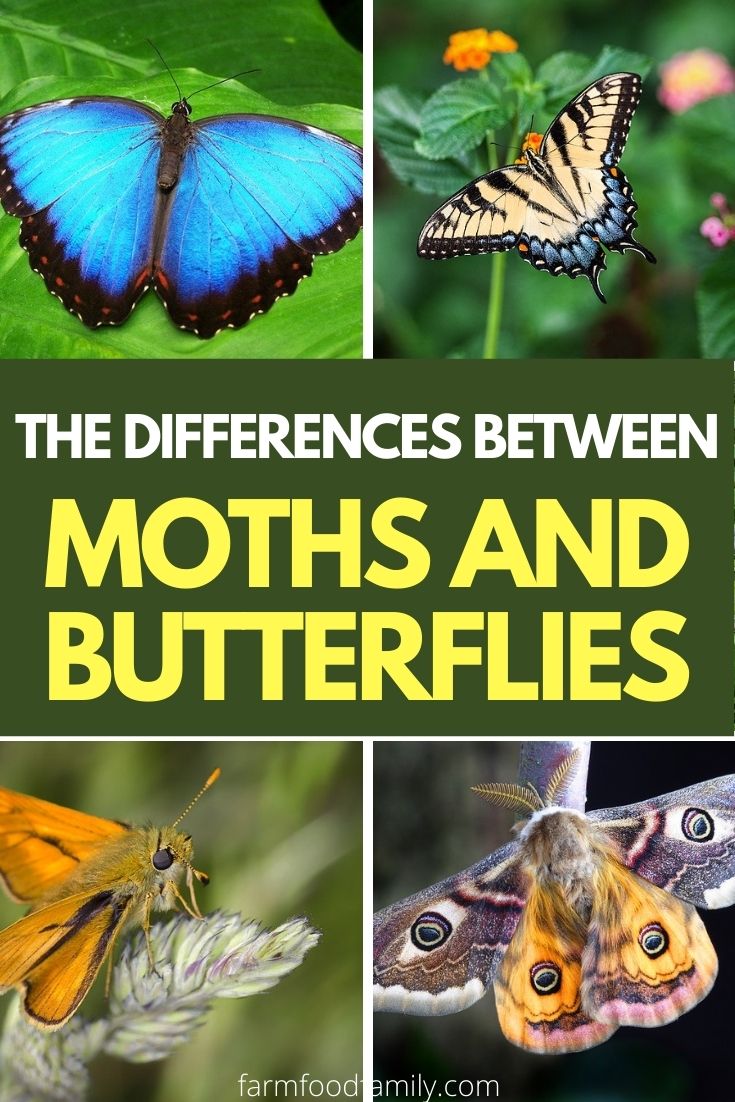 differences between moths and butterflies