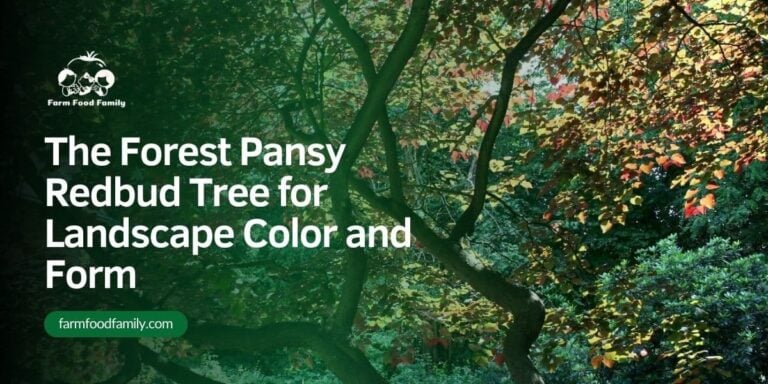 The Forest Pansy Redbud Tree for Landscape Color and Form