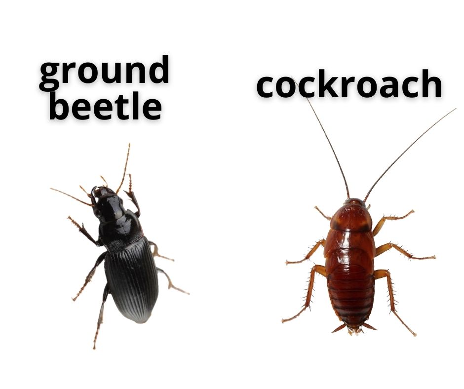 Ground beetle vs cockroach