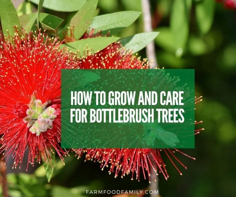 Bottle Brush Tree: Varieties, Growing and Caring For Callistemon