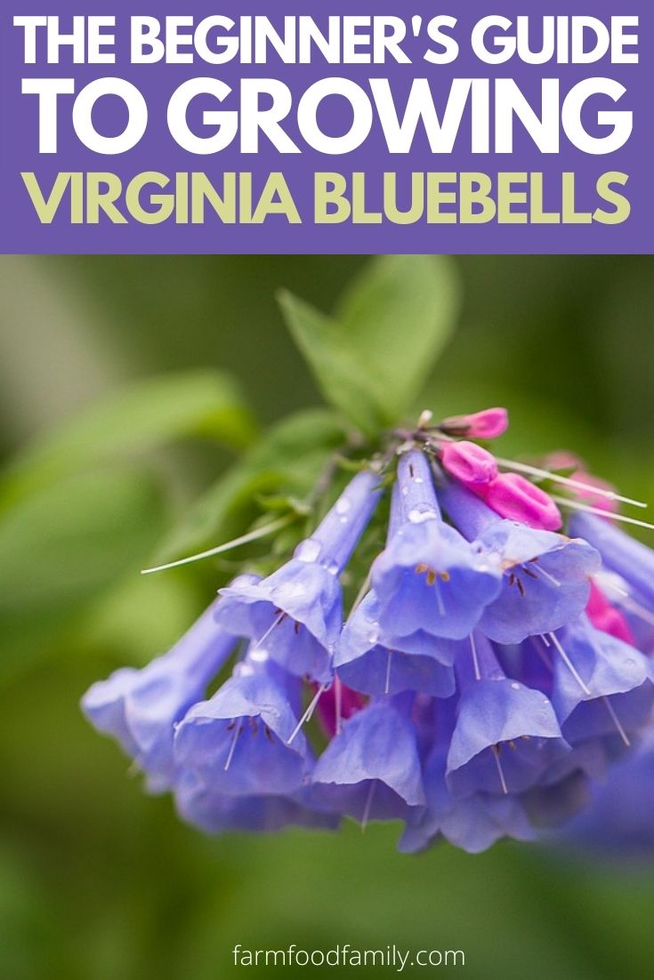 guide to growing virginia bluebells