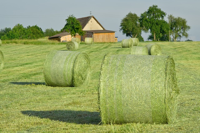 Difference between hay and straw