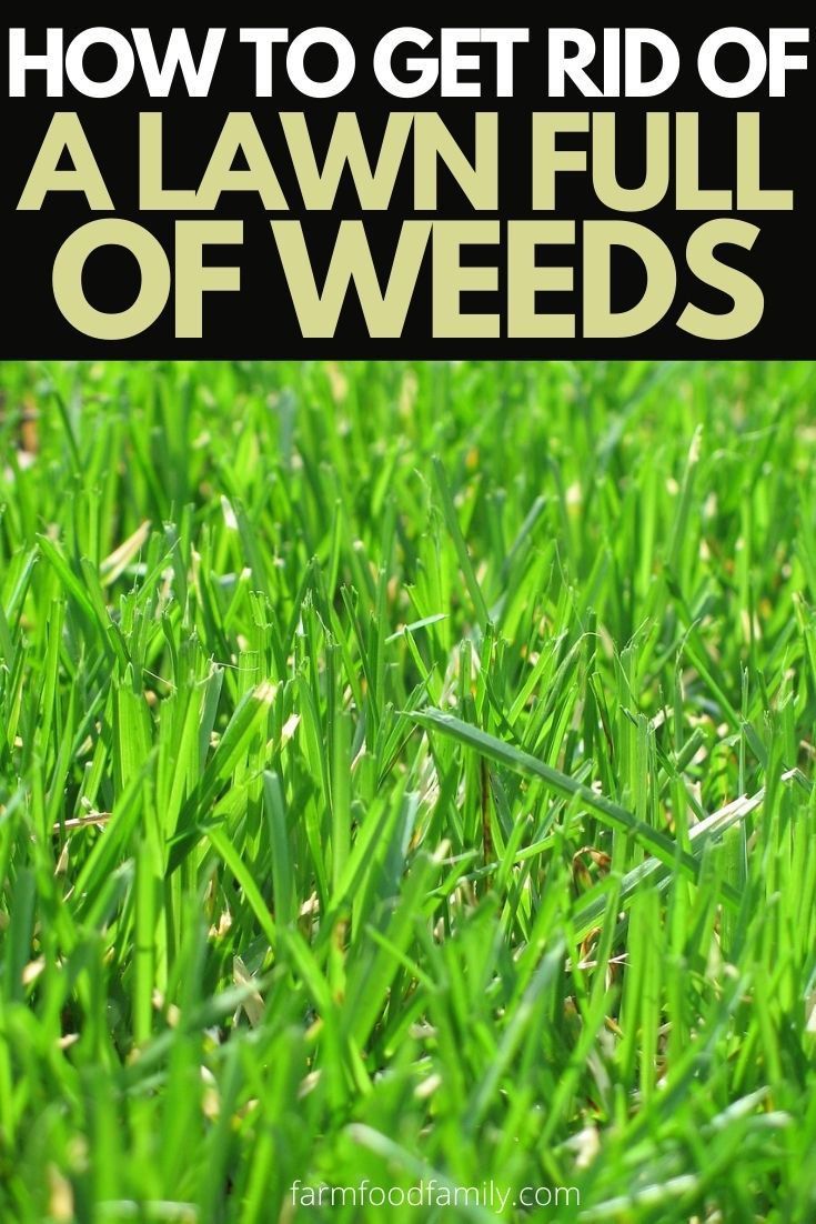 how to get rid of lawn full of weeds