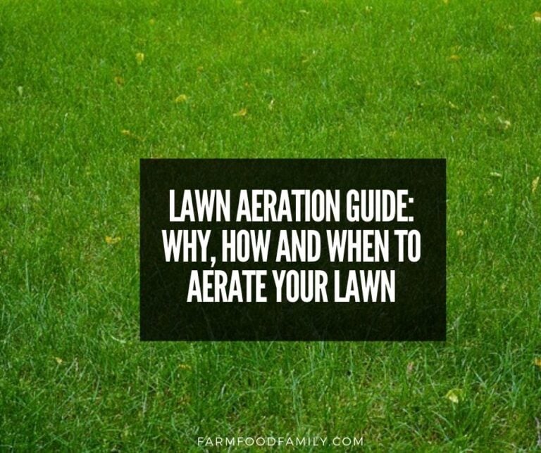 How to aerate your lawn