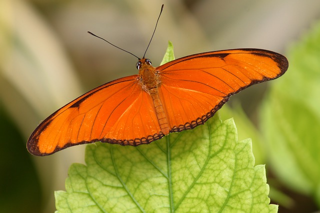 Orange butterfly meaning