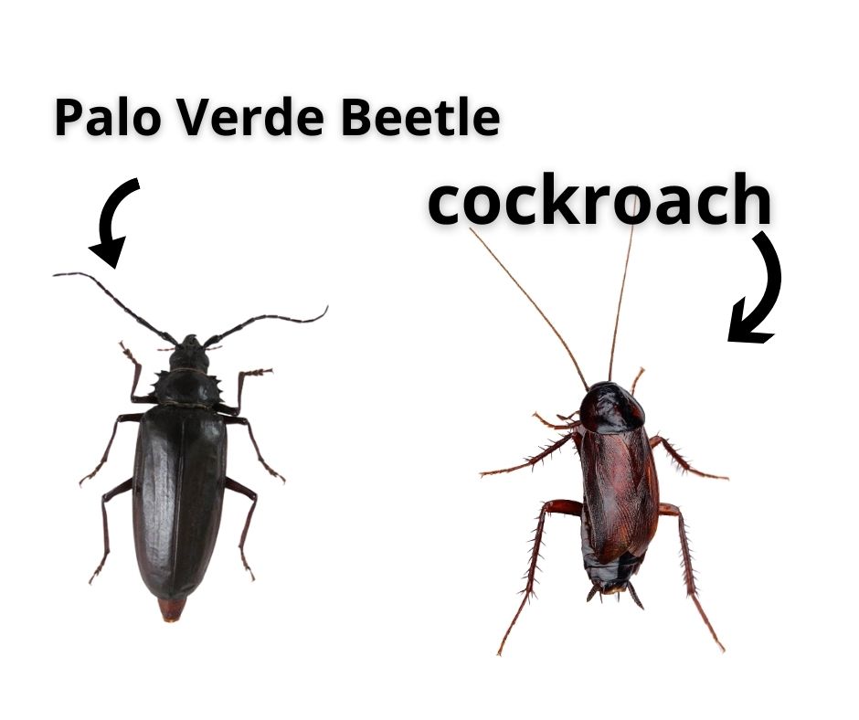 Cockroach vs Palo Verde Beetle