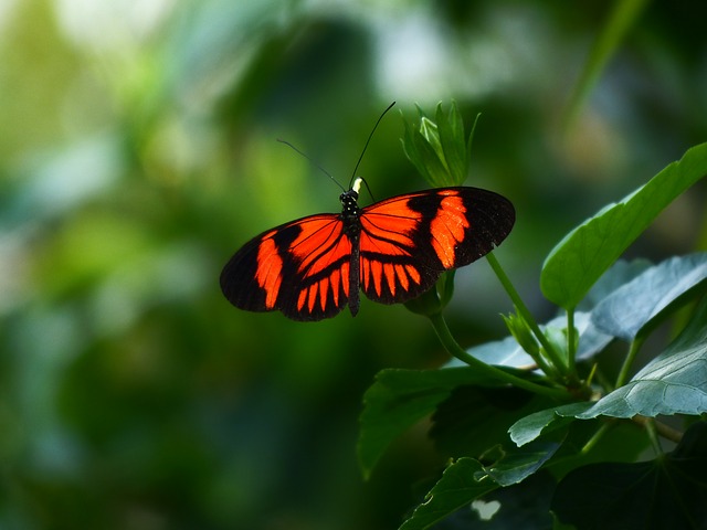 Red butterfly meaning