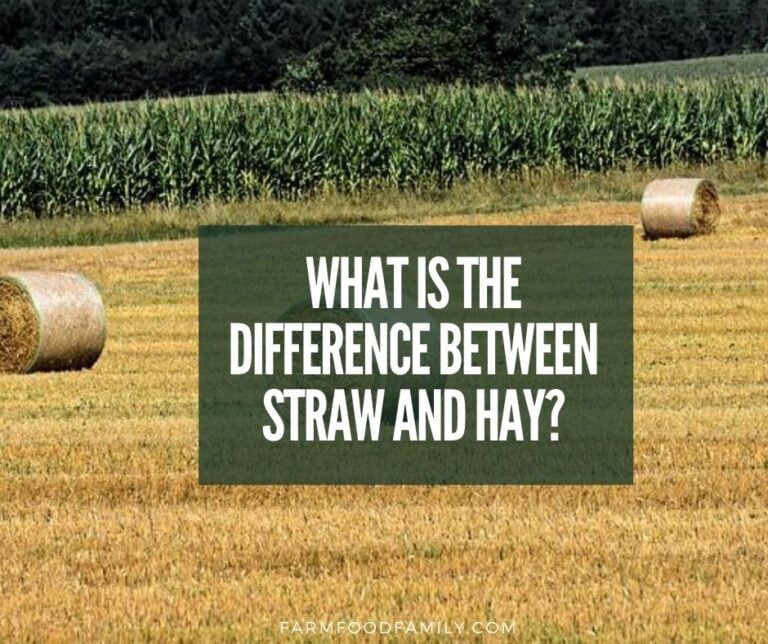 Straw vs Hay: What’s The Difference Between Straw And Hay?
