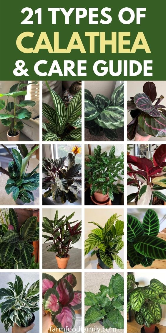 types of calathea with pictures
