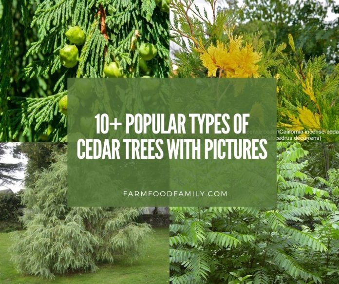 types of cedar trees with pictures