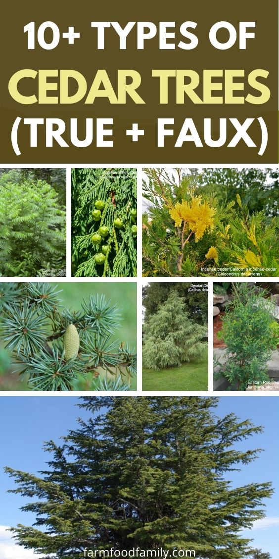 types of cedar trees with pictures facts