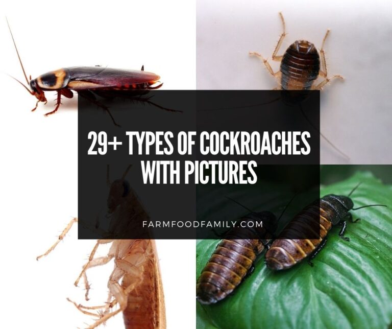 29+ Different Types Of Cockroaches With Pictures (Cockroach Species Identification)